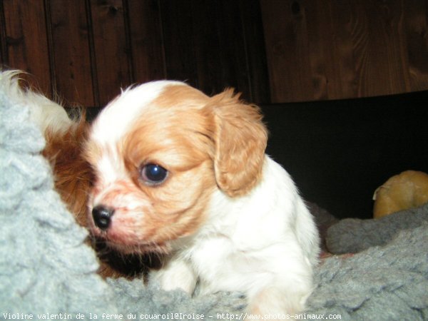 Photo de Cavalier king charles spaniel