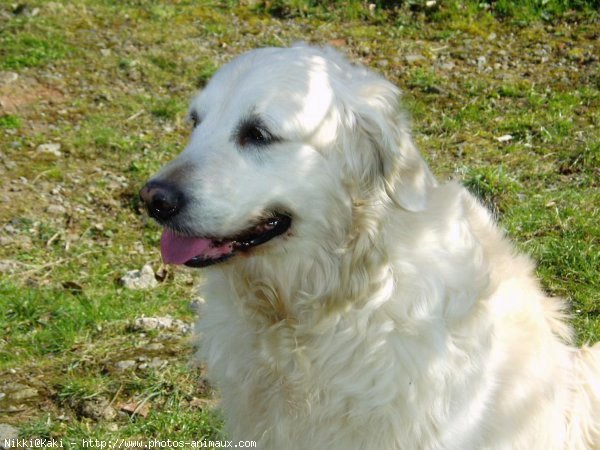 Photo de Golden retriever