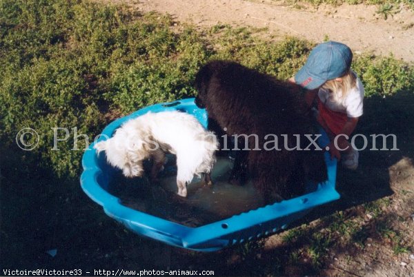 Photo de Chien de terre-neuve