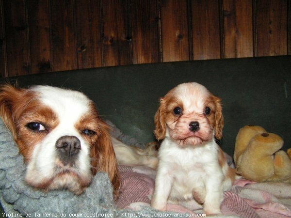 Photo de Cavalier king charles spaniel