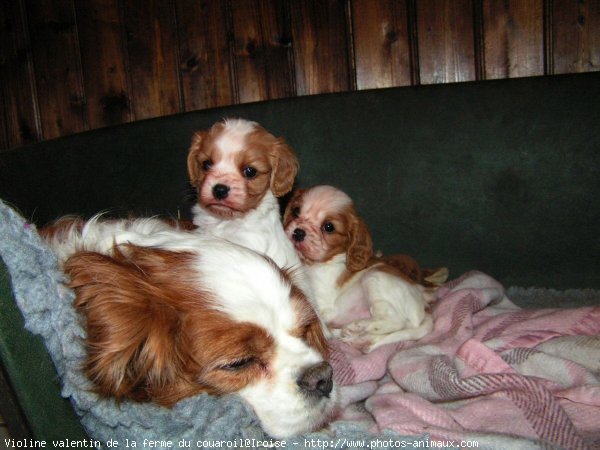 Photo de Cavalier king charles spaniel