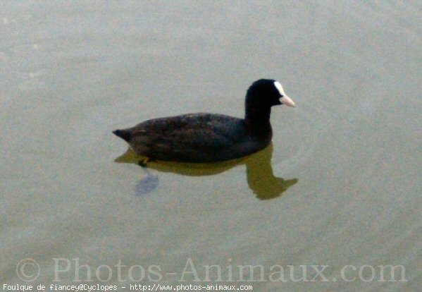 Photo de Races diffrentes