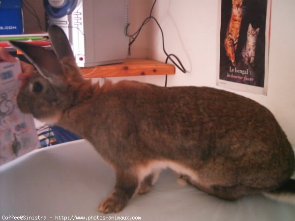 Photo de Lapin