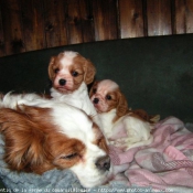 Photo de Cavalier king charles spaniel