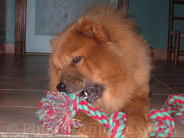 Photo de Chow chow