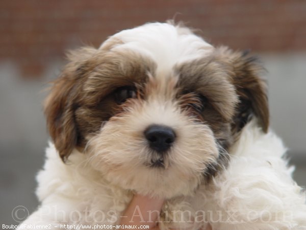 Photo de Shih tzu