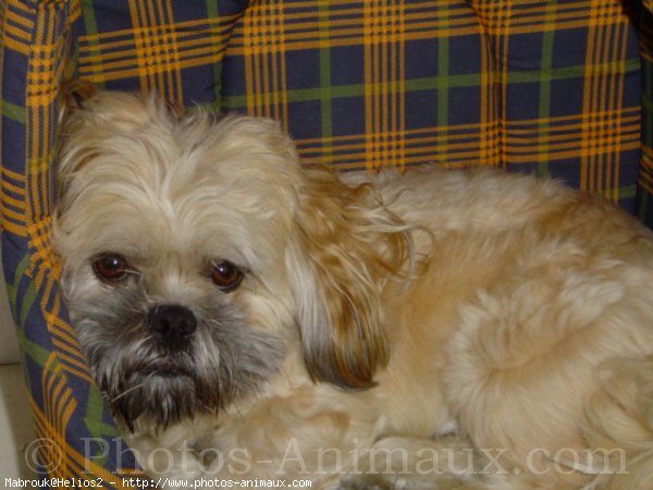 Photo de Lhassa apso