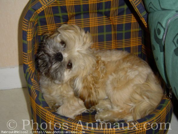 Photo de Lhassa apso