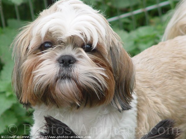 Photo de Shih tzu