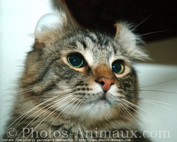 Photo d'American curl poil long