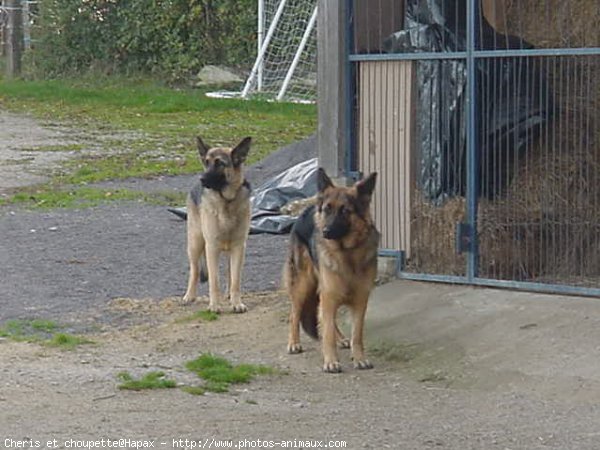 Photo de Berger allemand  poil court