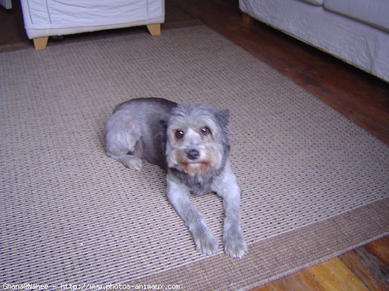 Photo de Chien de berger des pyrenes  poil long