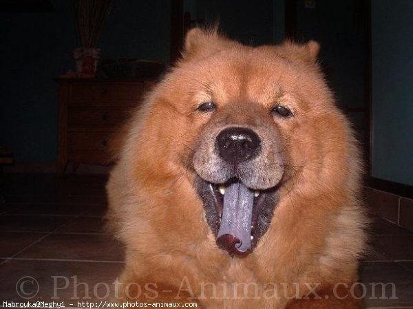 Photo de Chow chow