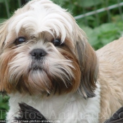 Photo de Shih tzu