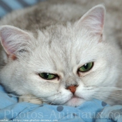 Photo d'Exotic shorthair