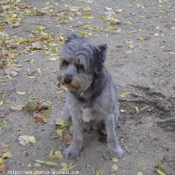 Photo de Chien de berger des pyrenes  poil long