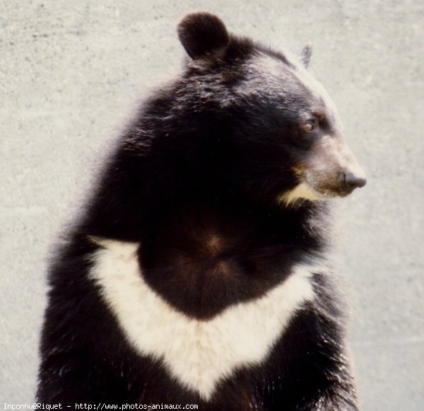 Photo d'Ours