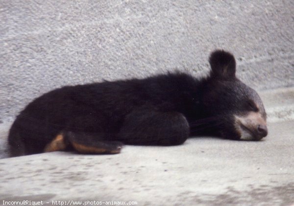 Photo d'Ours