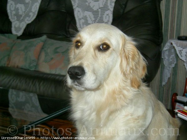 Photo de Golden retriever