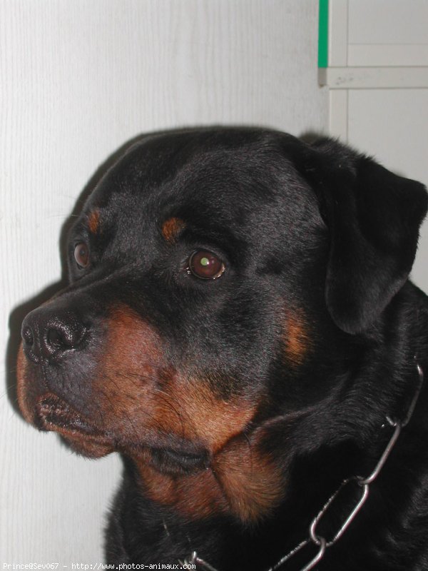 Photo de Rottweiler