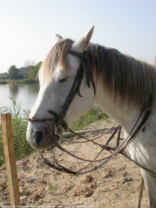 Photo de Camargue