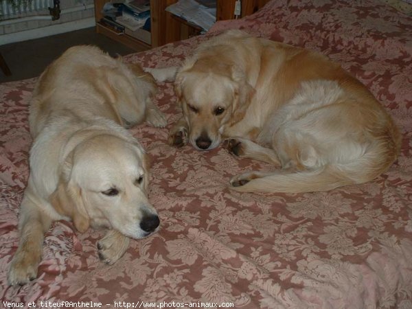 Photo de Golden retriever