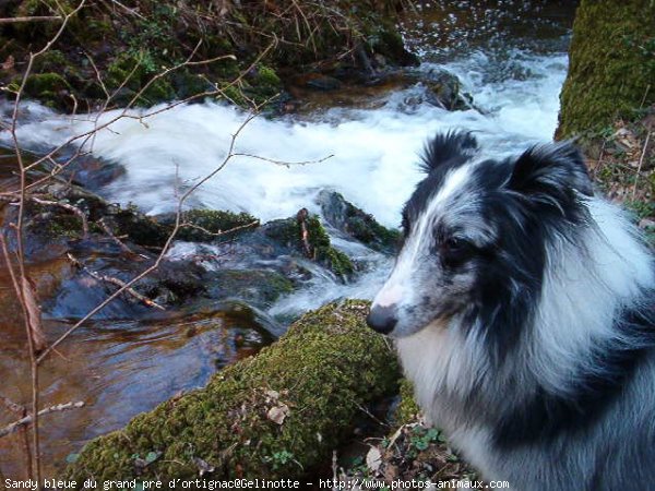 Photo de Chien de berger des shetland