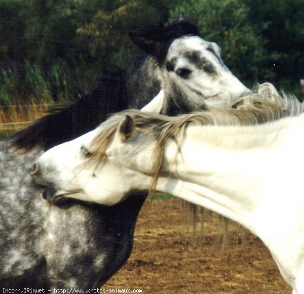 Photo de Camargue