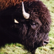 Photo de Bison