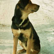 Photo de Rottweiler