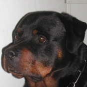 Photo de Rottweiler