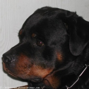 Photo de Rottweiler