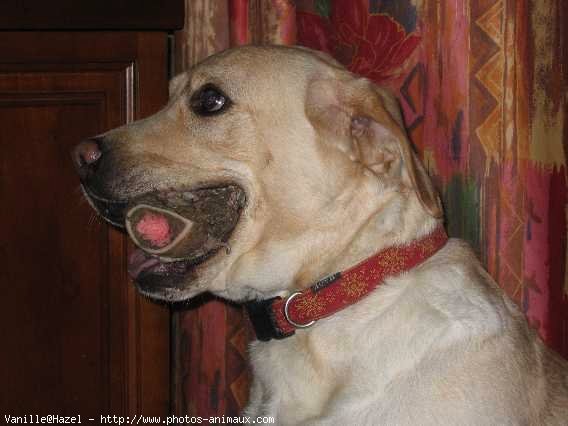 Photo de Labrador retriever