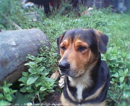 Photo de Rottweiler