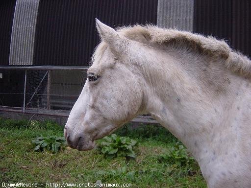 Photo d'Appaloosa