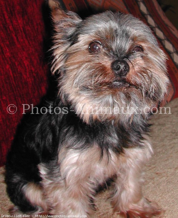 Photo de Yorkshire terrier