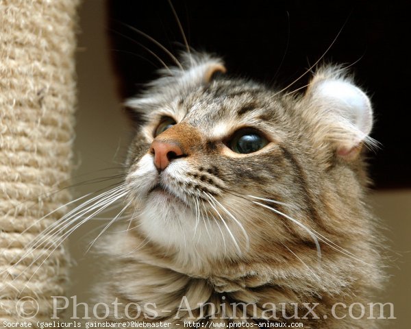 Photo d'American curl poil long