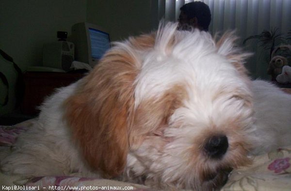 Photo de Lhassa apso