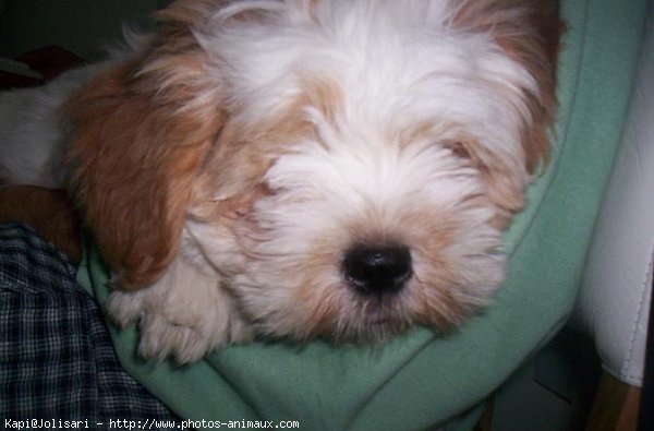 Photo de Lhassa apso