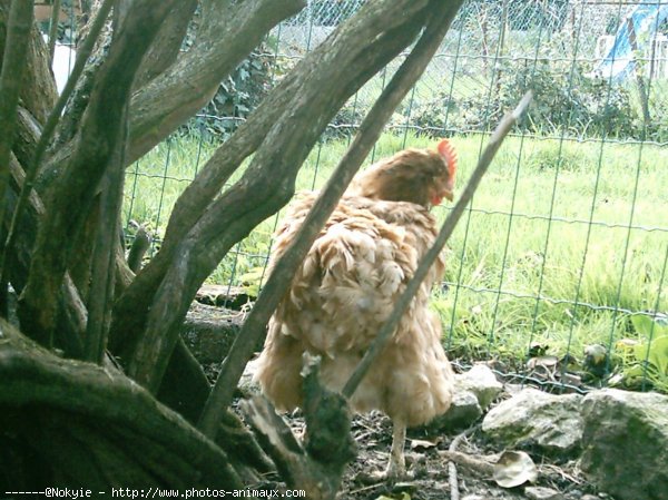 Photo de Poule