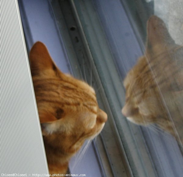 Photo de Chat domestique