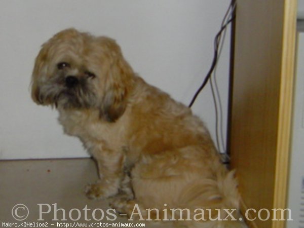 Photo de Lhassa apso