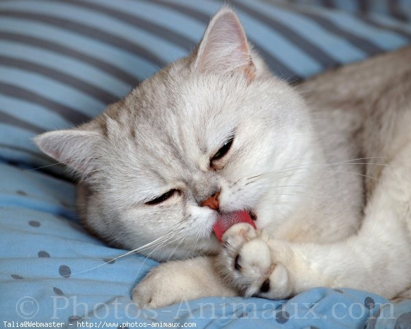 Photo d'Exotic shorthair