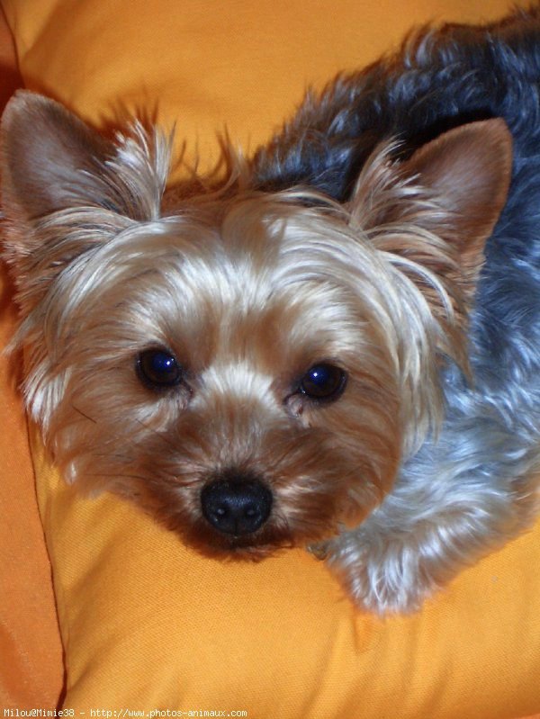 Photo de Yorkshire terrier