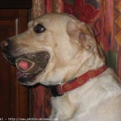 Photo de Labrador retriever