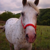 Photo d'Appaloosa