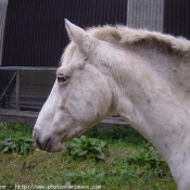 Photo d'Appaloosa