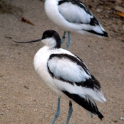 Photo d'Avocette