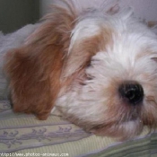 Photo de Lhassa apso