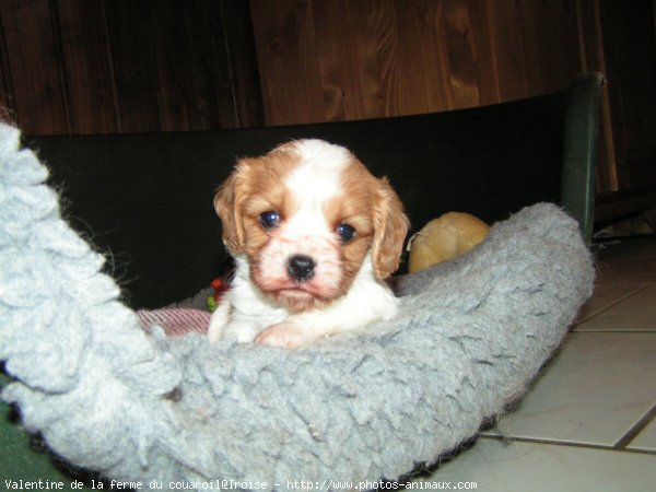 Photo de Cavalier king charles spaniel